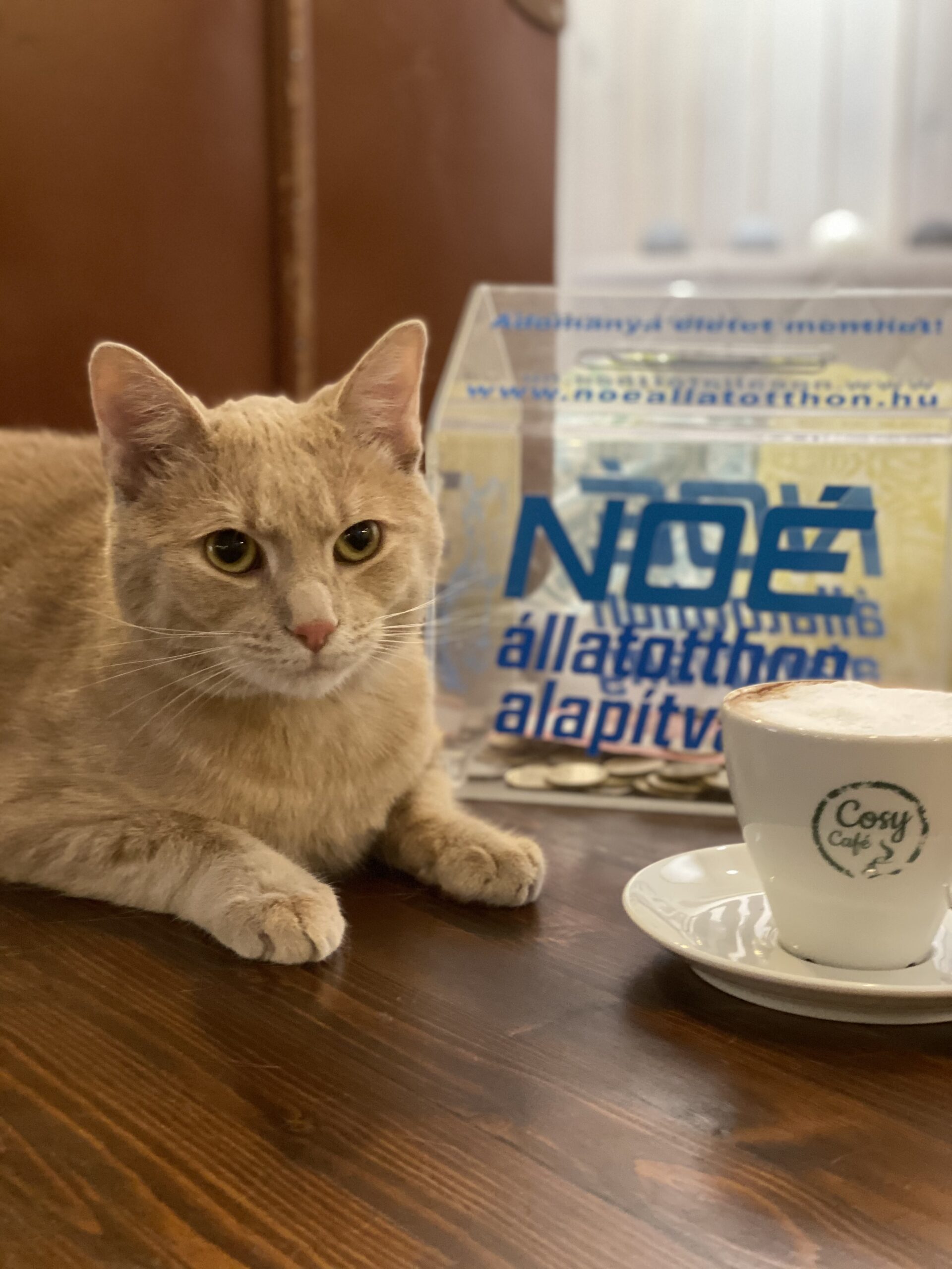 Társadalmi felelősségvállalás a Szondi utcában