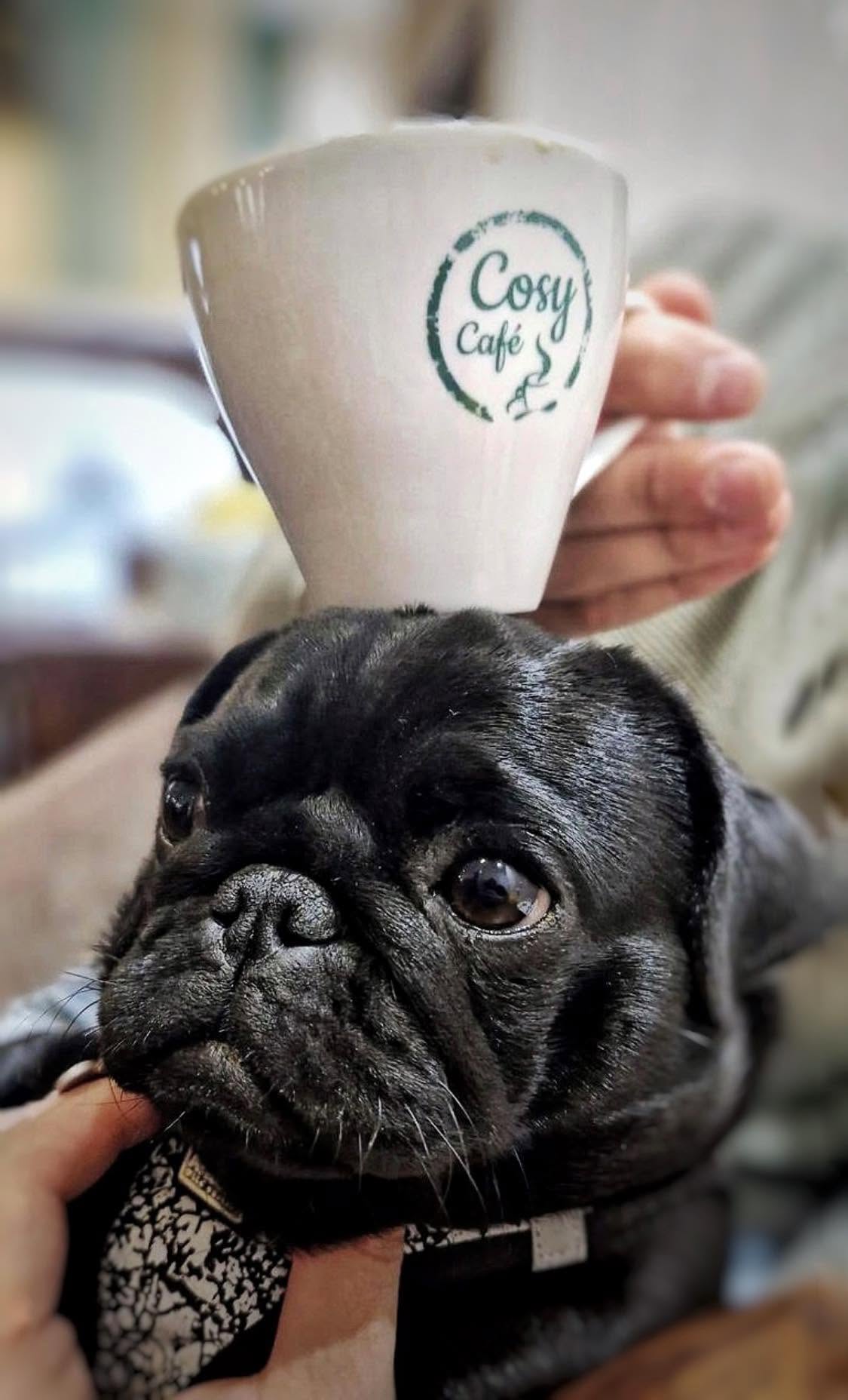 Mopsz a gazdi ölében egy Cosy Café csészével – kutyabarát reggeliző Budapesten