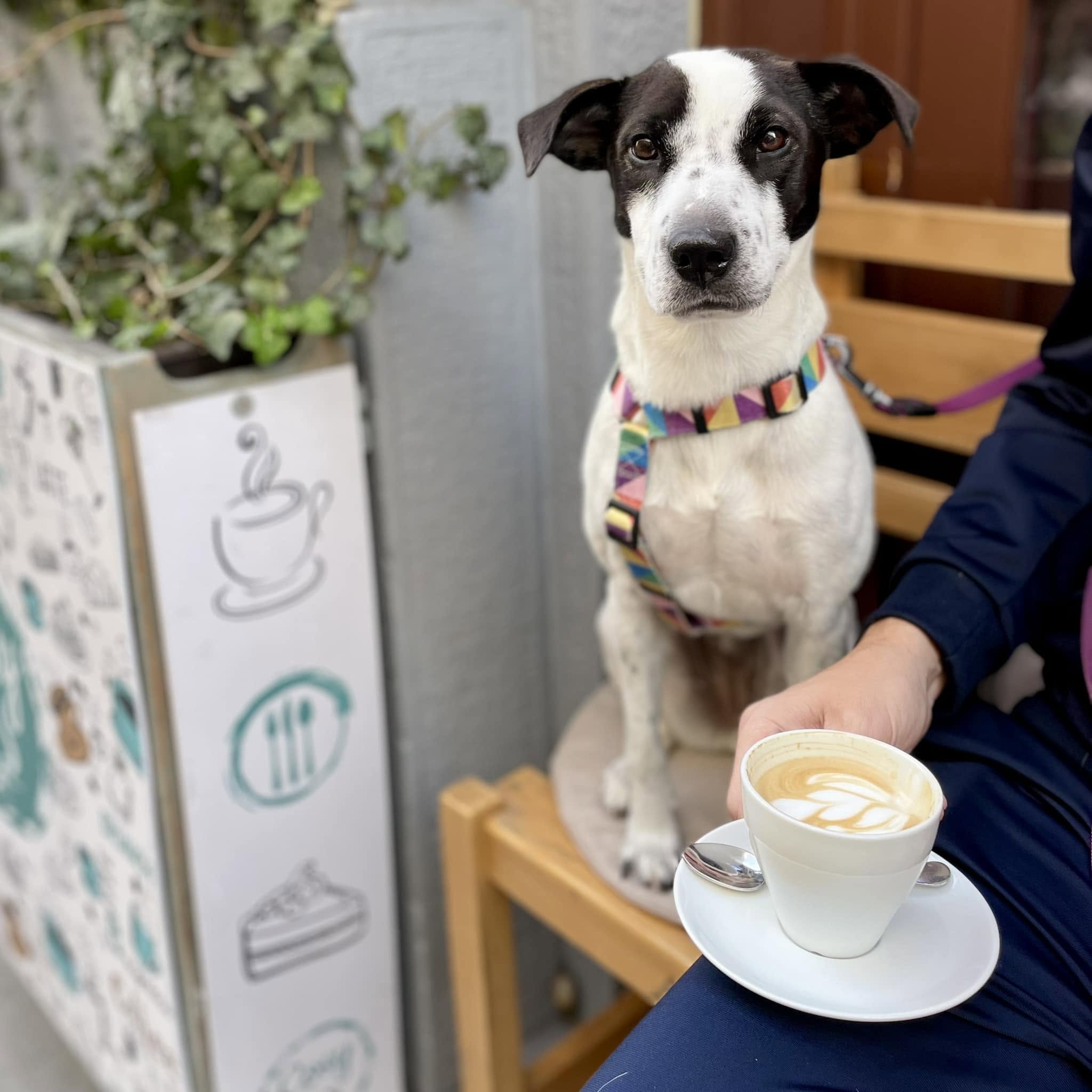 Kutya a Cosy Café Budapest teraszán, a Szondi utcában, a gazdi cappuccinójával